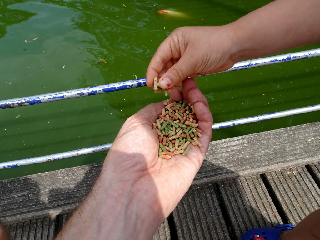 Fish food at Zoo Veldhoven