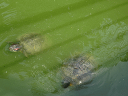 Red-Eared Sliders at Zoo Veldhoven