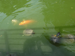 Red-Eared Sliders and Koi at Zoo Veldhoven