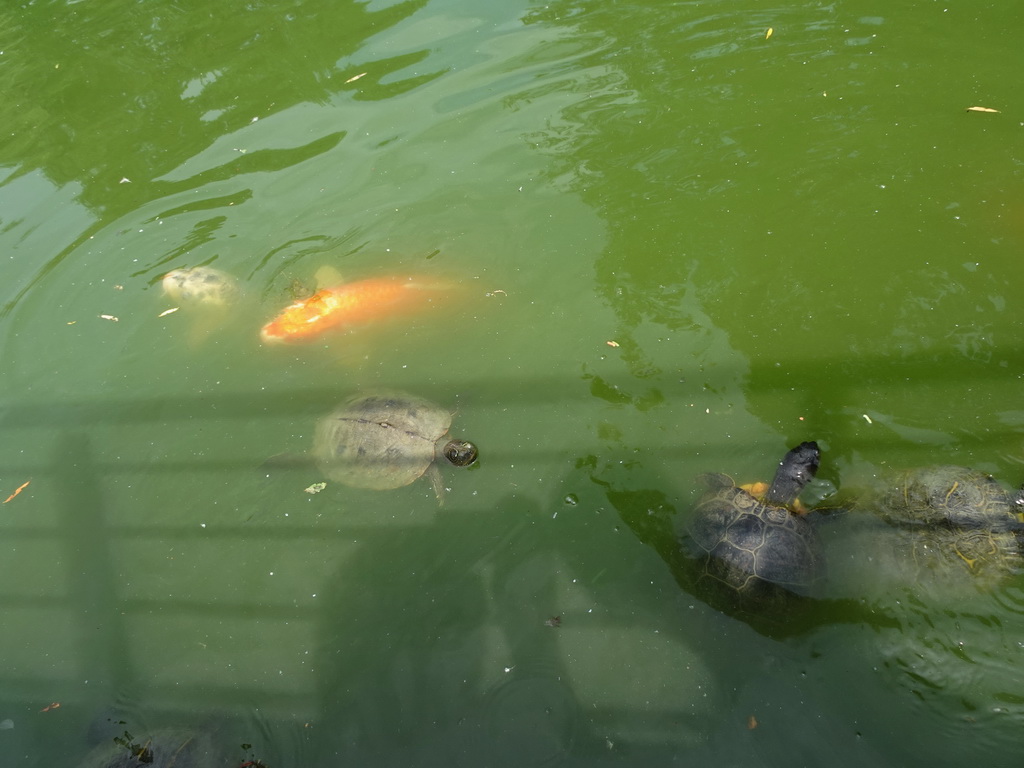 Red-Eared Sliders and Koi at Zoo Veldhoven