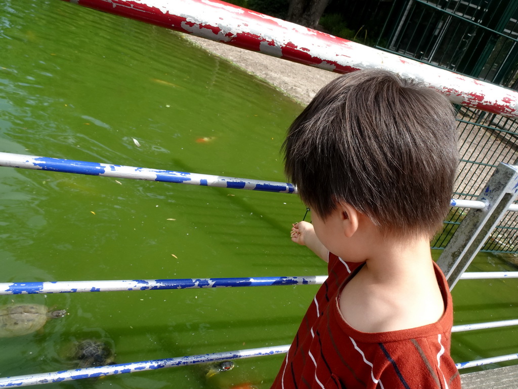 Max feeding Red-Eared Sliders and Koi at Zoo Veldhoven