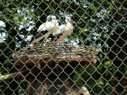 Storks at Zoo Veldhoven