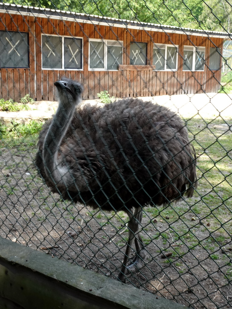 Ostrich at Zoo Veldhoven