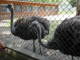 Ostriches at Zoo Veldhoven