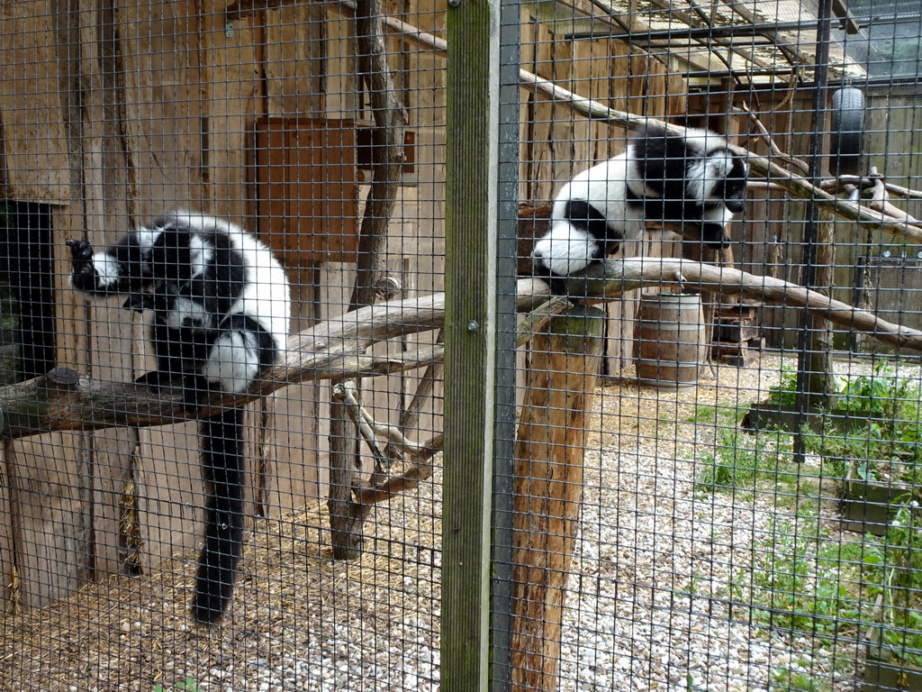 Black-and-white Ruffed Lemur at Zoo Veldhoven