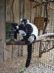 Black-and-white Ruffed Lemur at Zoo Veldhoven