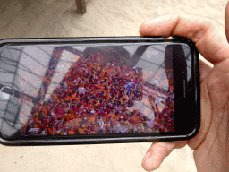 iPhone with the Formula 1 Grand Prix of Austria 2019, in the Bamboo Jungle hall at Zoo Veldhoven