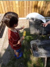Max with an ice cream feeding a Parrot at Zoo Veldhoven