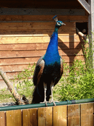 Peafowl at Zoo Veldhoven