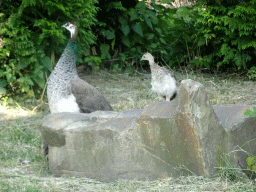 Peafowls at Zoo Veldhoven
