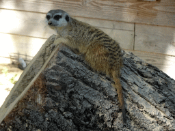 Meerkat at Zoo Veldhoven