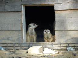 Meerkats at Zoo Veldhoven