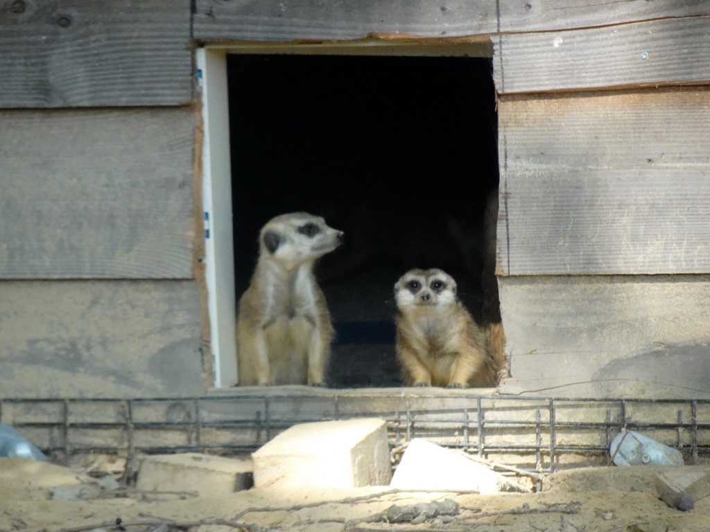 Meerkats at Zoo Veldhoven