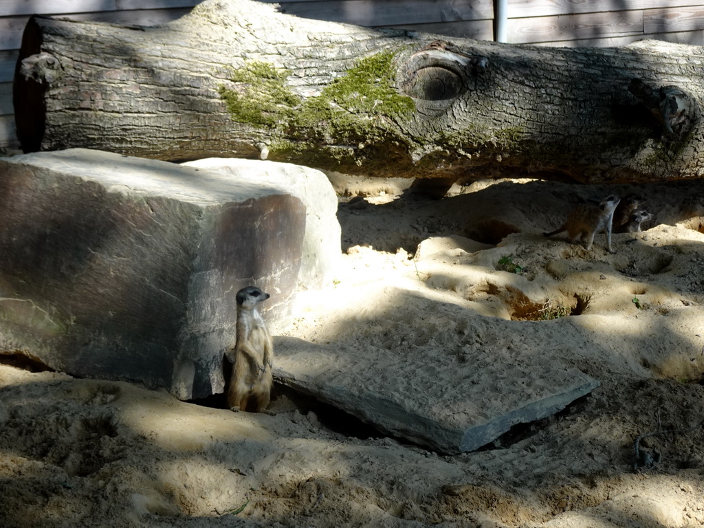 Meerkats at Zoo Veldhoven