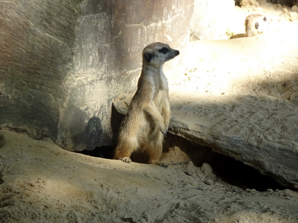 Meerkats at Zoo Veldhoven