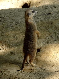 Meerkat at Zoo Veldhoven