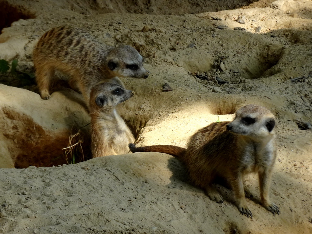 Meerkats at Zoo Veldhoven