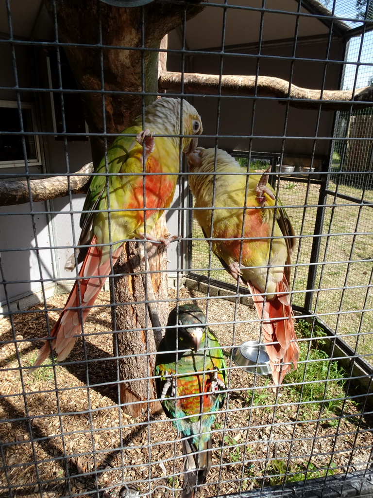 Parrots at Zoo Veldhoven