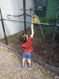 Max feeding Blue-and-yellow Macaws at Zoo Veldhoven