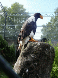 Steller`s Sea Eagle at the Aviary with Birds of Prey at Zoo Veldhoven