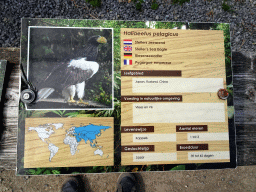 Explanation on the Steller`s Sea Eagle at the Aviary with Birds of Prey at Zoo Veldhoven