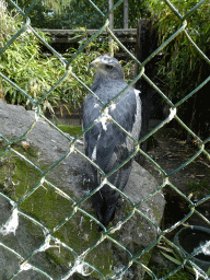 Bird at the Aviary with Birds of Prey at Zoo Veldhoven