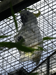Yellow-Crested Cockatoo at Zoo Veldhoven