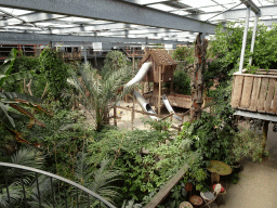Interior of the Bamboo Jungle hall at Zoo Veldhoven, viewed from the Upper Floor