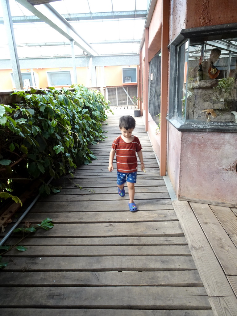 Max at the Upper Floor of the Bamboo Jungle hall at Zoo Veldhoven