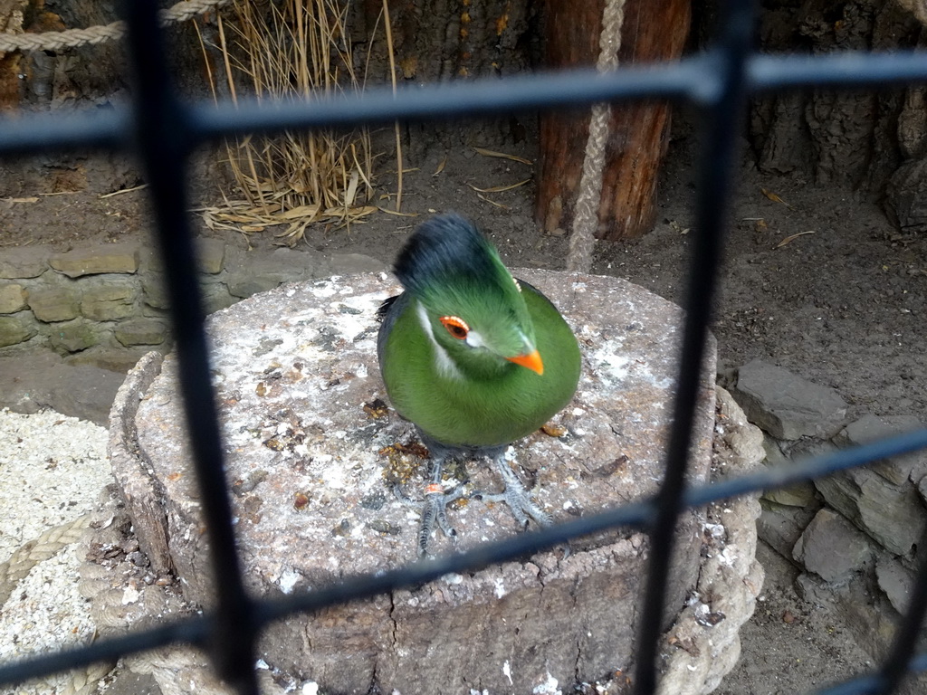 White-cheeked Turaco at the Bamboo Jungle hall at Zoo Veldhoven