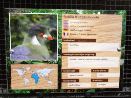 Explanation on the White-cheeked Turaco at the Bamboo Jungle hall at Zoo Veldhoven