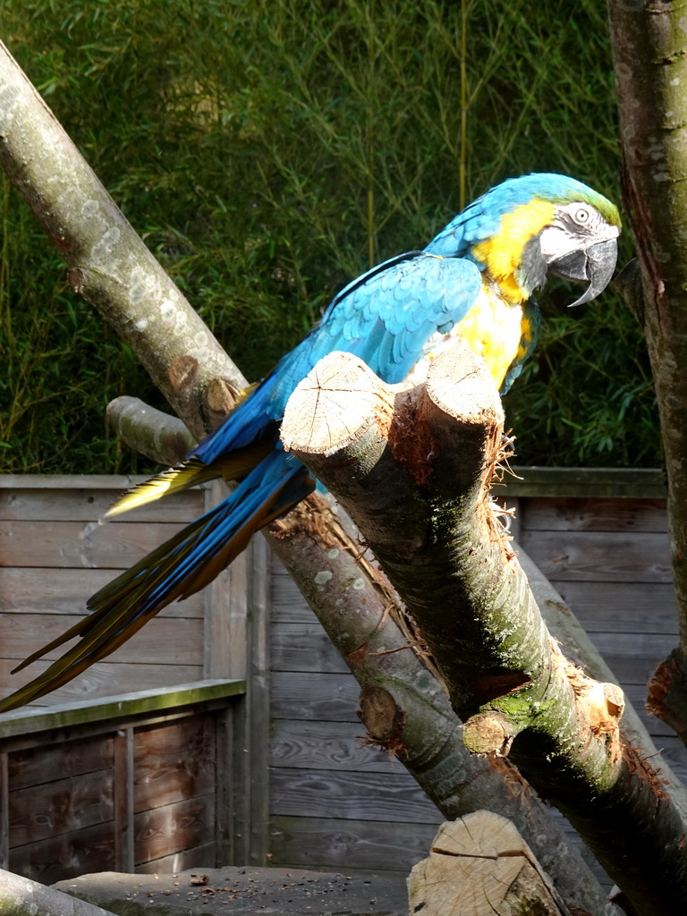 Blue-and-yellow Macaw at Zoo Veldhoven