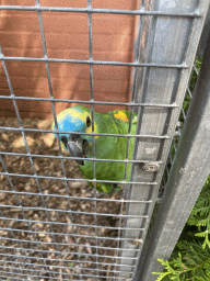 Parrot at Zoo Veldhoven