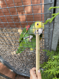 Max feeding a Parrot at Zoo Veldhoven