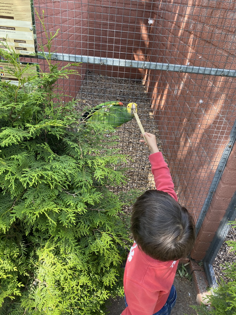 Max feeding a Parrot at Zoo Veldhoven