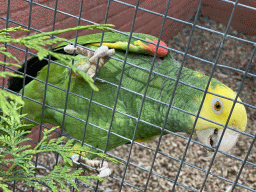 Parrot at Zoo Veldhoven