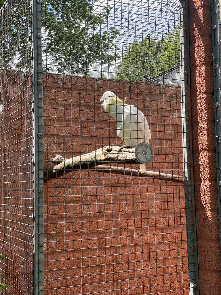 Lesser Sulphur-crested Cockatoo at Zoo Veldhoven