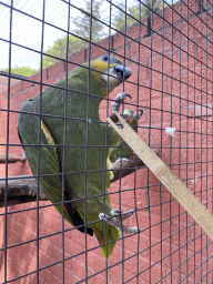 Max feeding a Parrot at Zoo Veldhoven