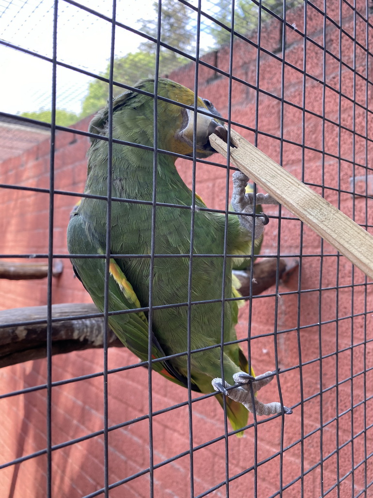 Max feeding a Parrot at Zoo Veldhoven