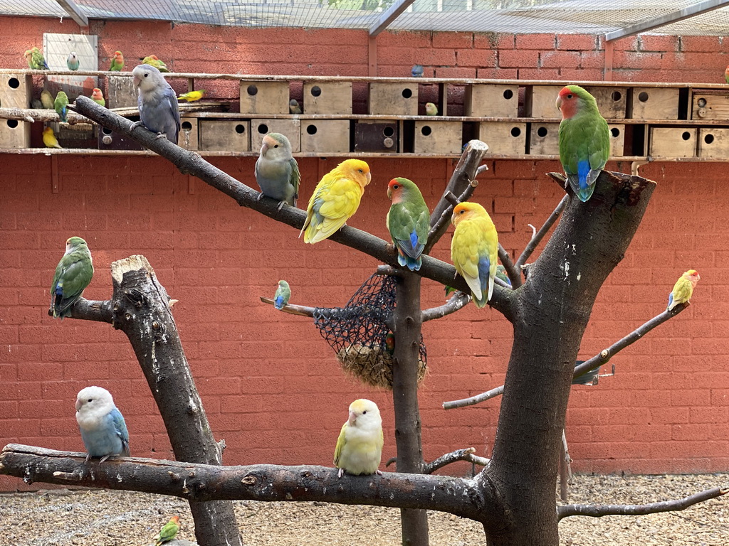 Lovebirds at Zoo Veldhoven