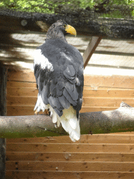 Steller`s Sea Eagle at Zoo Veldhoven