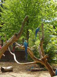 Blue-and-yellow Macaws at Zoo Veldhoven