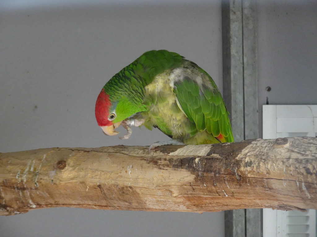 Green-cheeked Amazon at Zoo Veldhoven