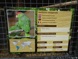 Explanation on the Green-cheeked Amazon at Zoo Veldhoven