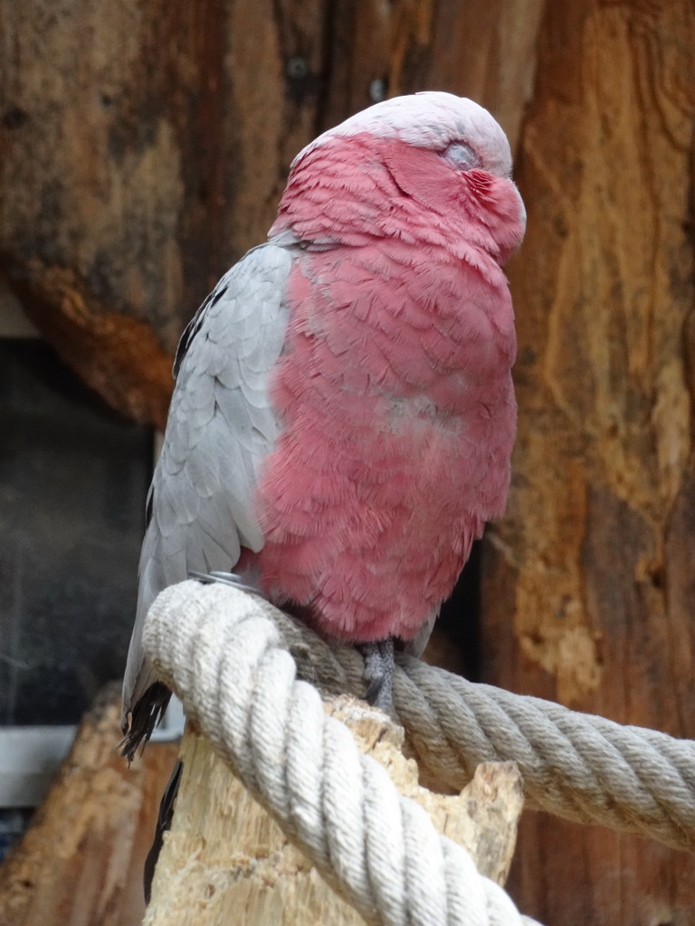 Parrot at Zoo Veldhoven