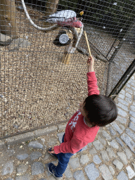 Max feeding a Parrot at Zoo Veldhoven