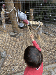 Max feeding a Parrot at Zoo Veldhoven