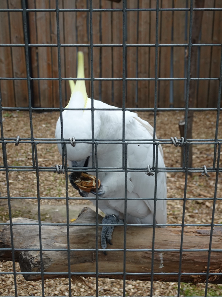 Lesser Sulphur-crested Cockatoo at Zoo Veldhoven