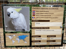 Explanation on the Lesser Sulphur-crested Cockatoo at Zoo Veldhoven