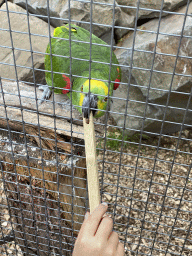 Max feeding a Parrot at Zoo Veldhoven